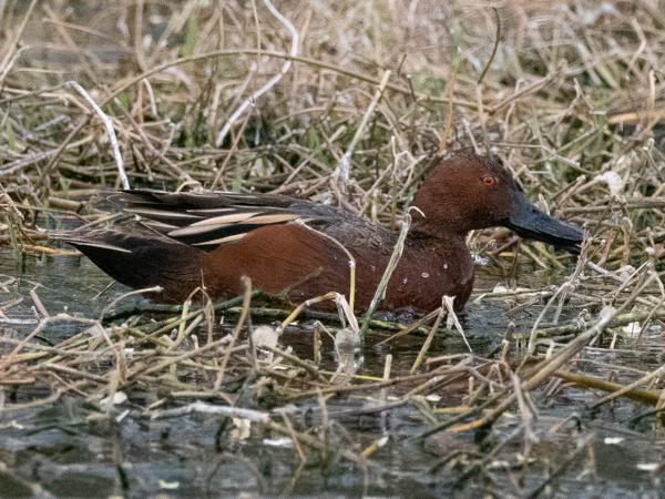 <h3><a href="/trips/Tucson_2023/biota/animalia/chordata/aves/007 anseriformes/003 anatidae/anas cyanoptera/anas cyanoptera-nl.html">Anas&nbsp;cyanoptera</a> / Cinnamon&nbsp;teal / Kaneeltaling</h3>OM-1 met M.300mm F4.0 + MC-14, 1/2500 sec  bij F5.6, ISO 6400, afstand 25.3&nbsp;m